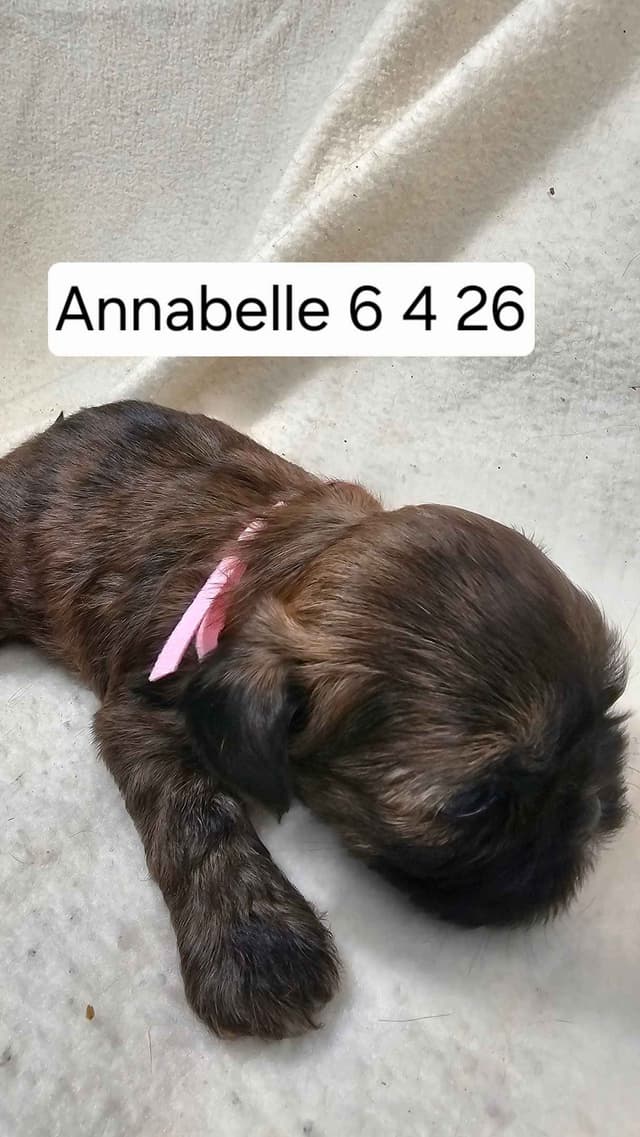 Shih Tzu Puppies media 13
