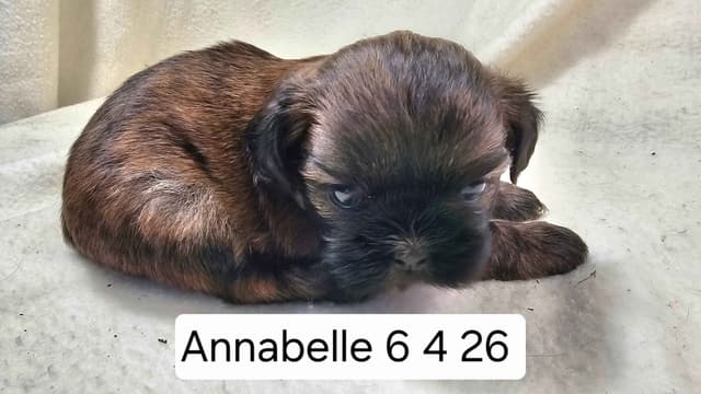 Shih Tzu Puppies media 14