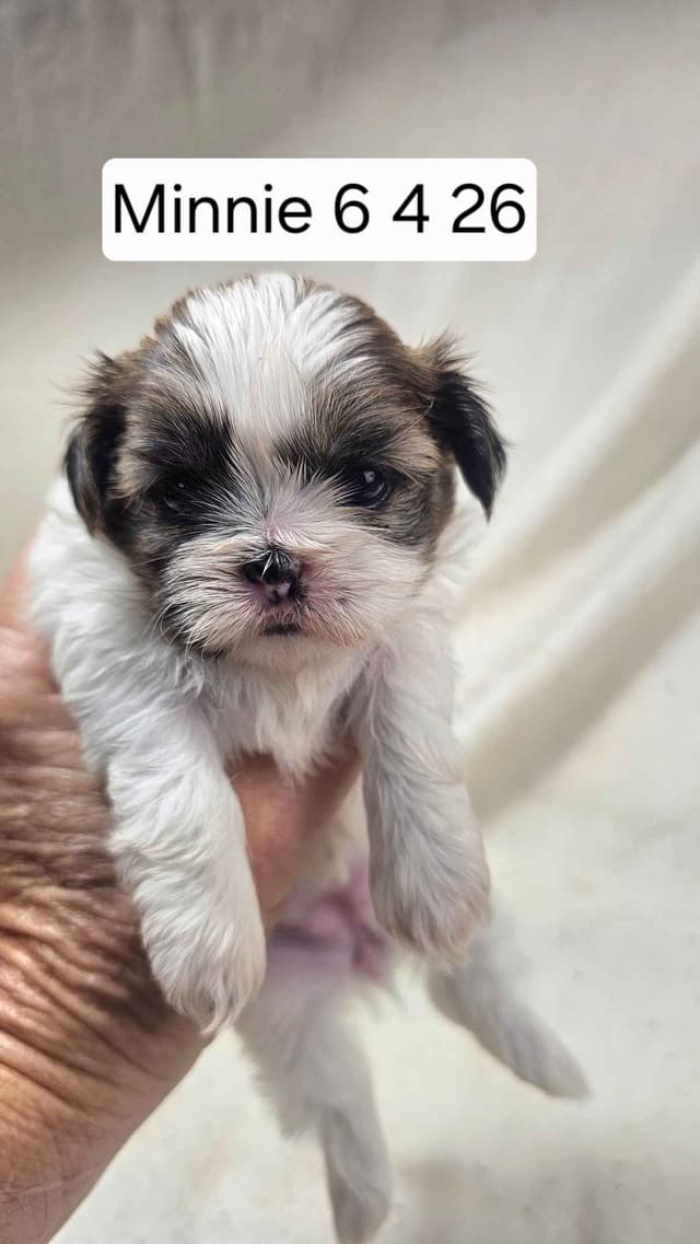 Shih Tzu Puppies media 15