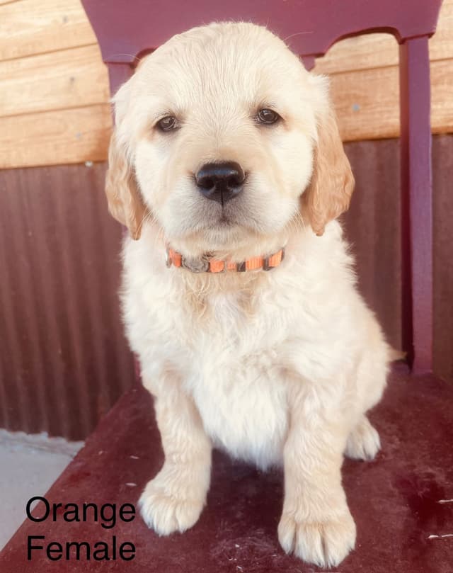 Golden Retriever Puppies media 2