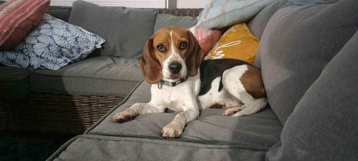 Beagle Puppies breeder image 5