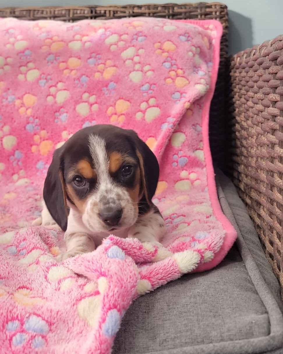 Beagle Puppies breeder image 6