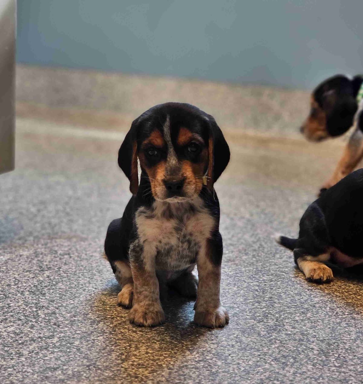 Beagle Puppies breeder image 7