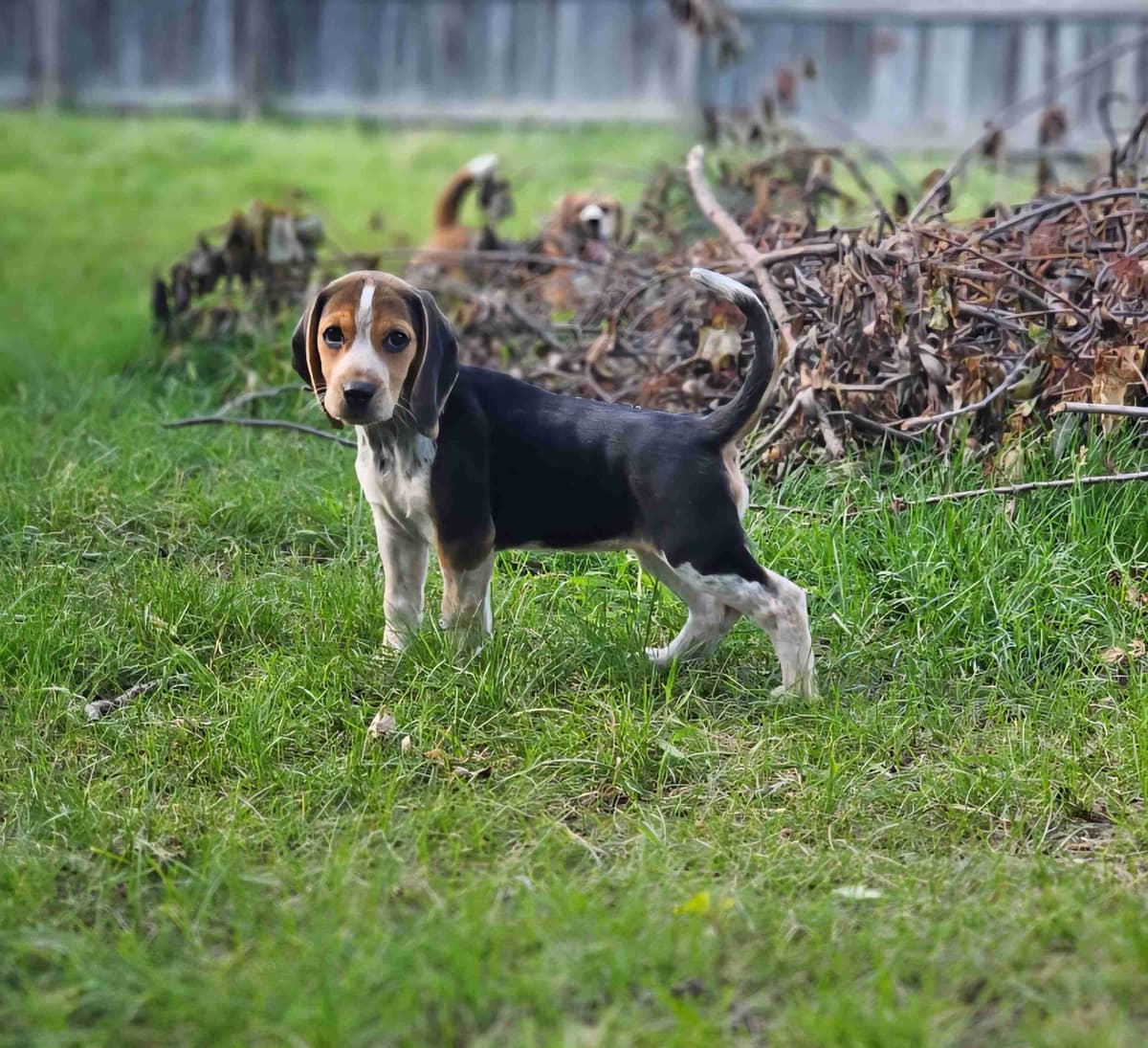 Beagle Puppies breeder image 11