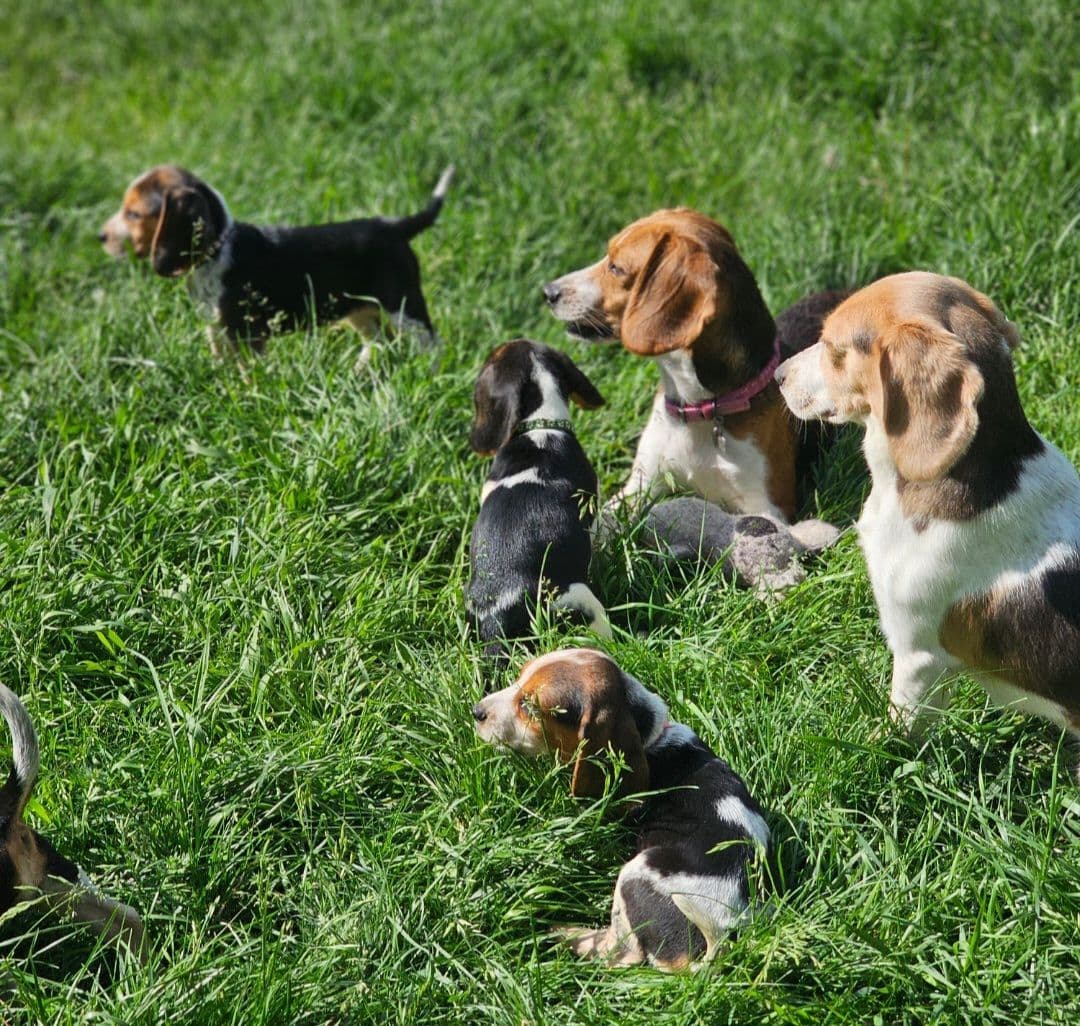 Beagle Puppies breeder image 12