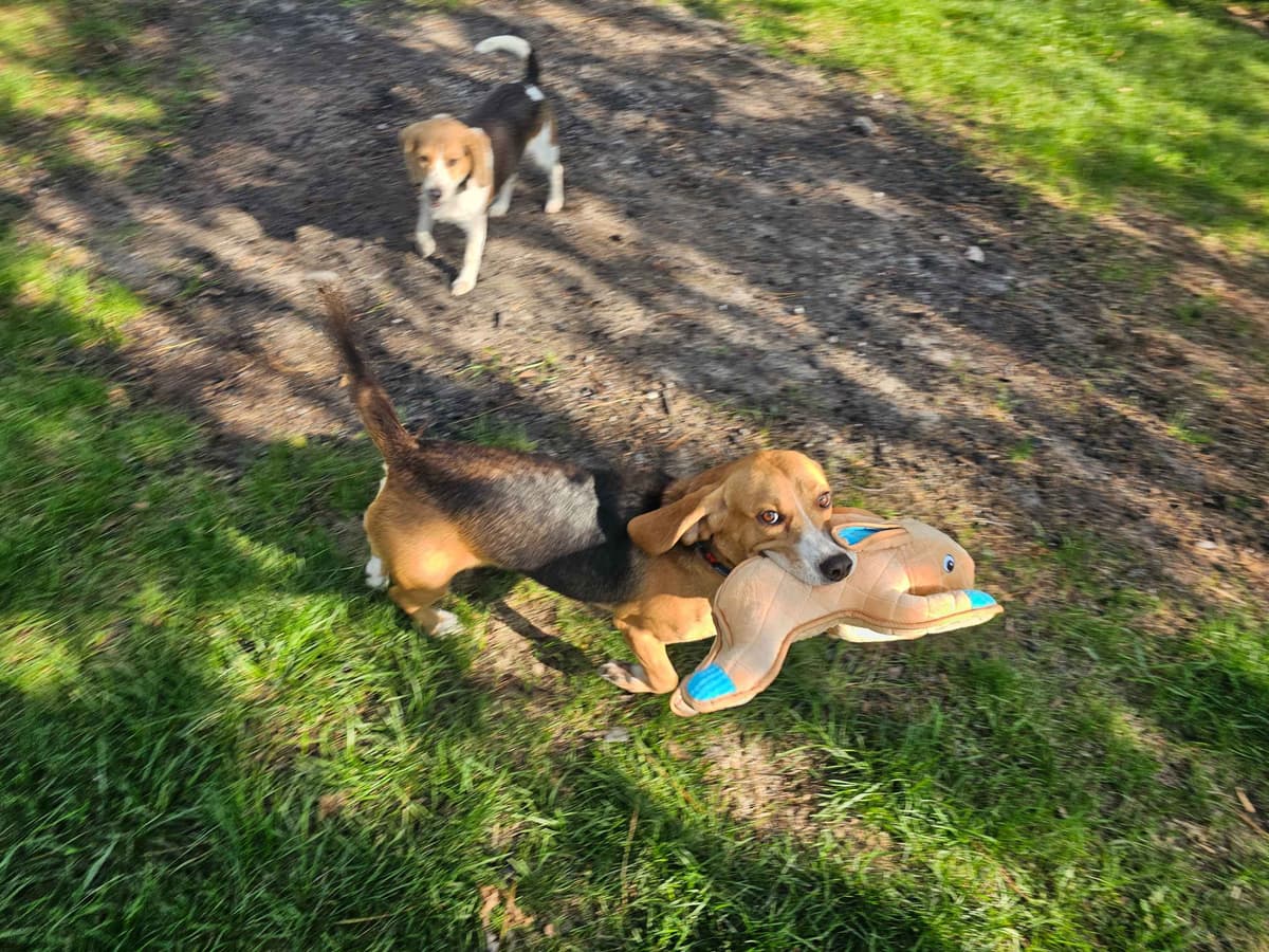 Beagle Puppies breeder image 13