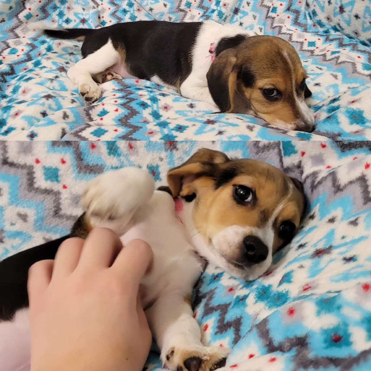 Beagle Puppies breeder image 17