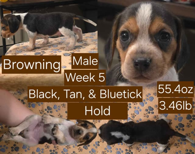 Beagle Puppies media 4