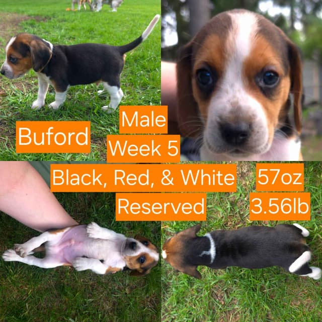 Beagle Puppies media 5