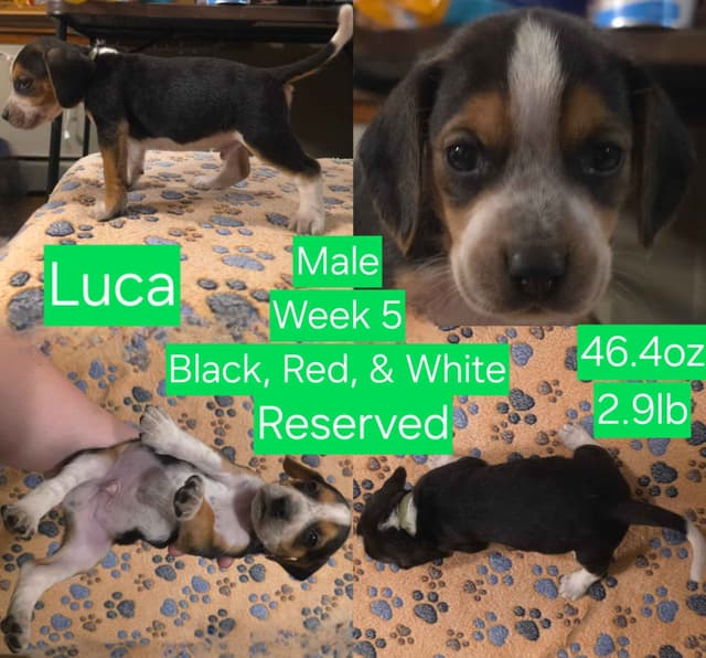 Beagle Puppies media 7