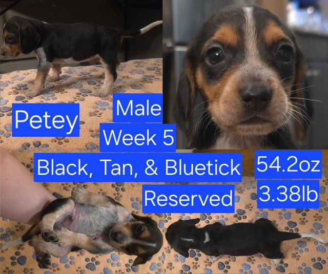 Beagle Puppies media 8