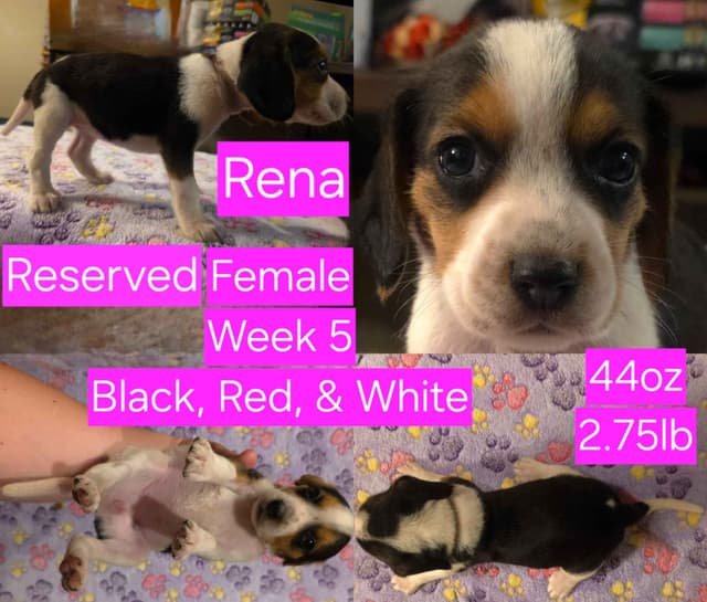 Beagle Puppies media 10