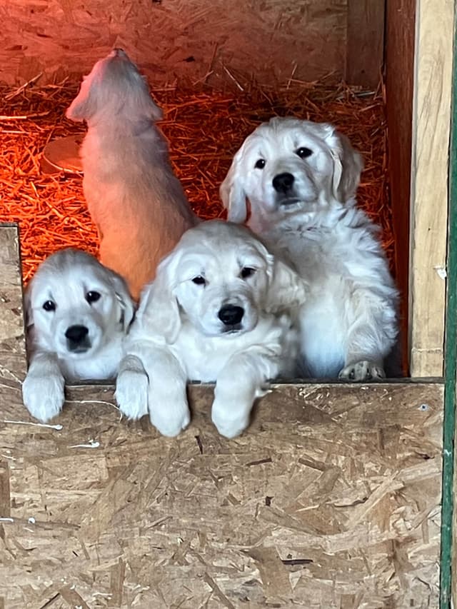 Golden Retriever Puppies media 2