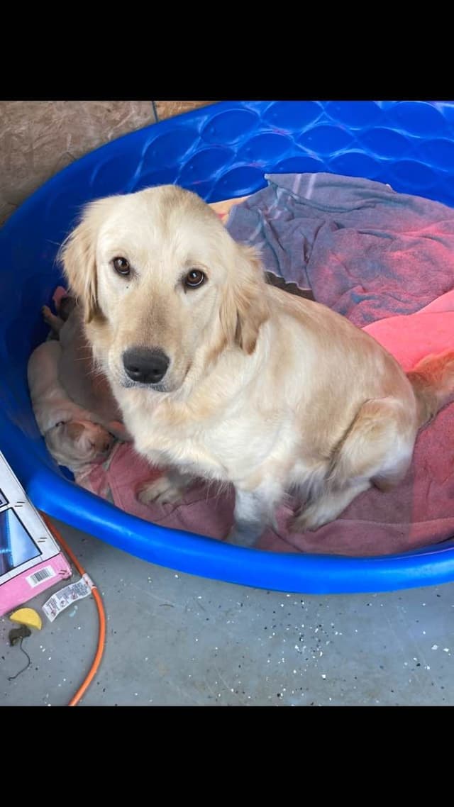 Golden Retriever Puppies media 4