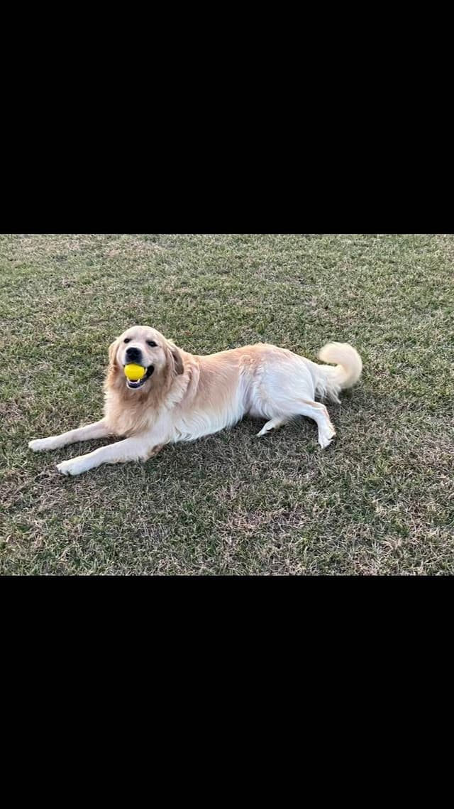 Golden Retriever Puppies media 5