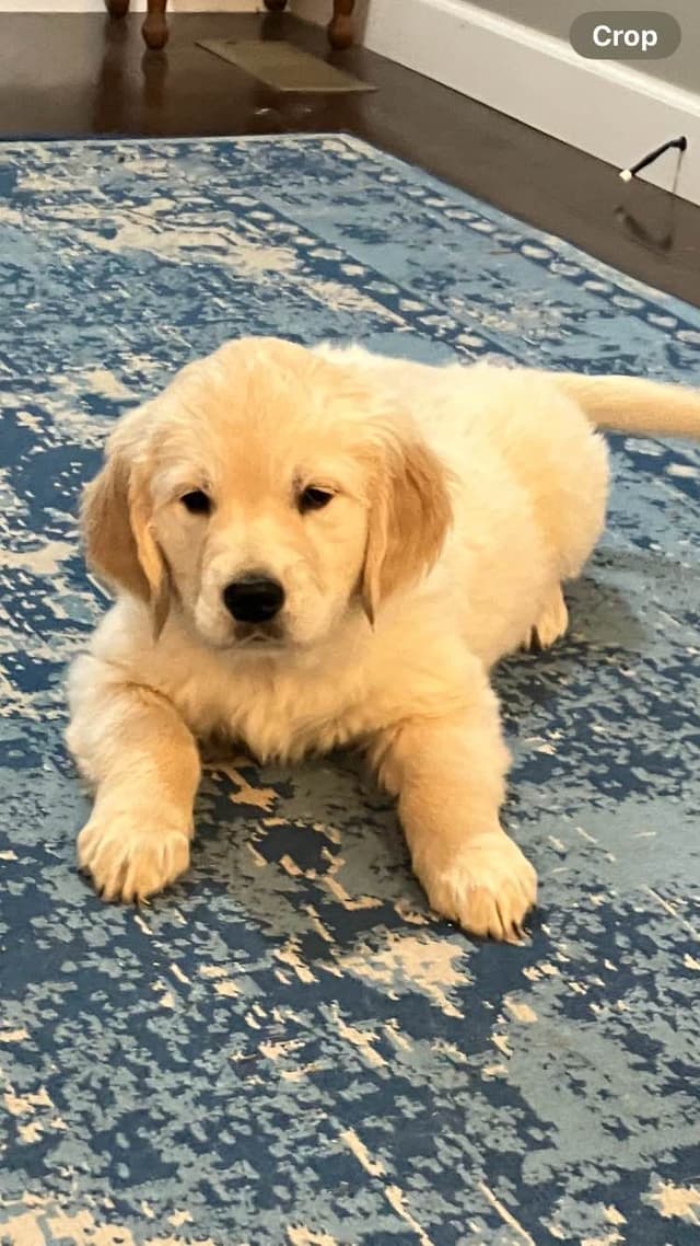 Golden Retriever Puppies media 6