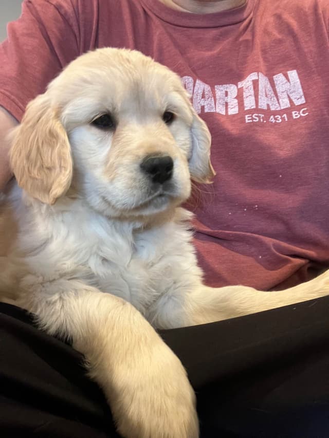 Golden Retriever Puppies media 7