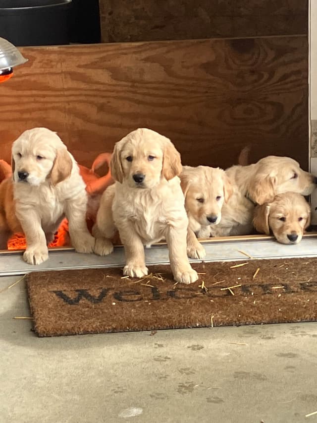 Golden Retriever Puppies media 8