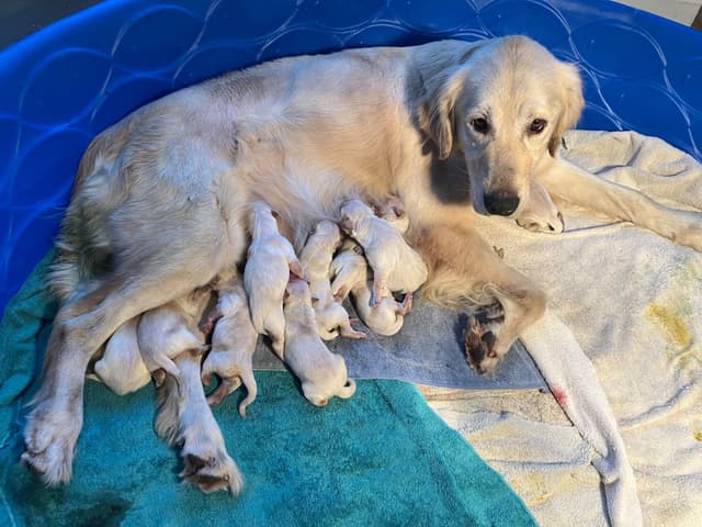 Golden Retriever Puppies media 9