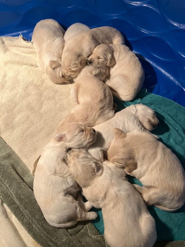 Golden Retriever Puppies media 10