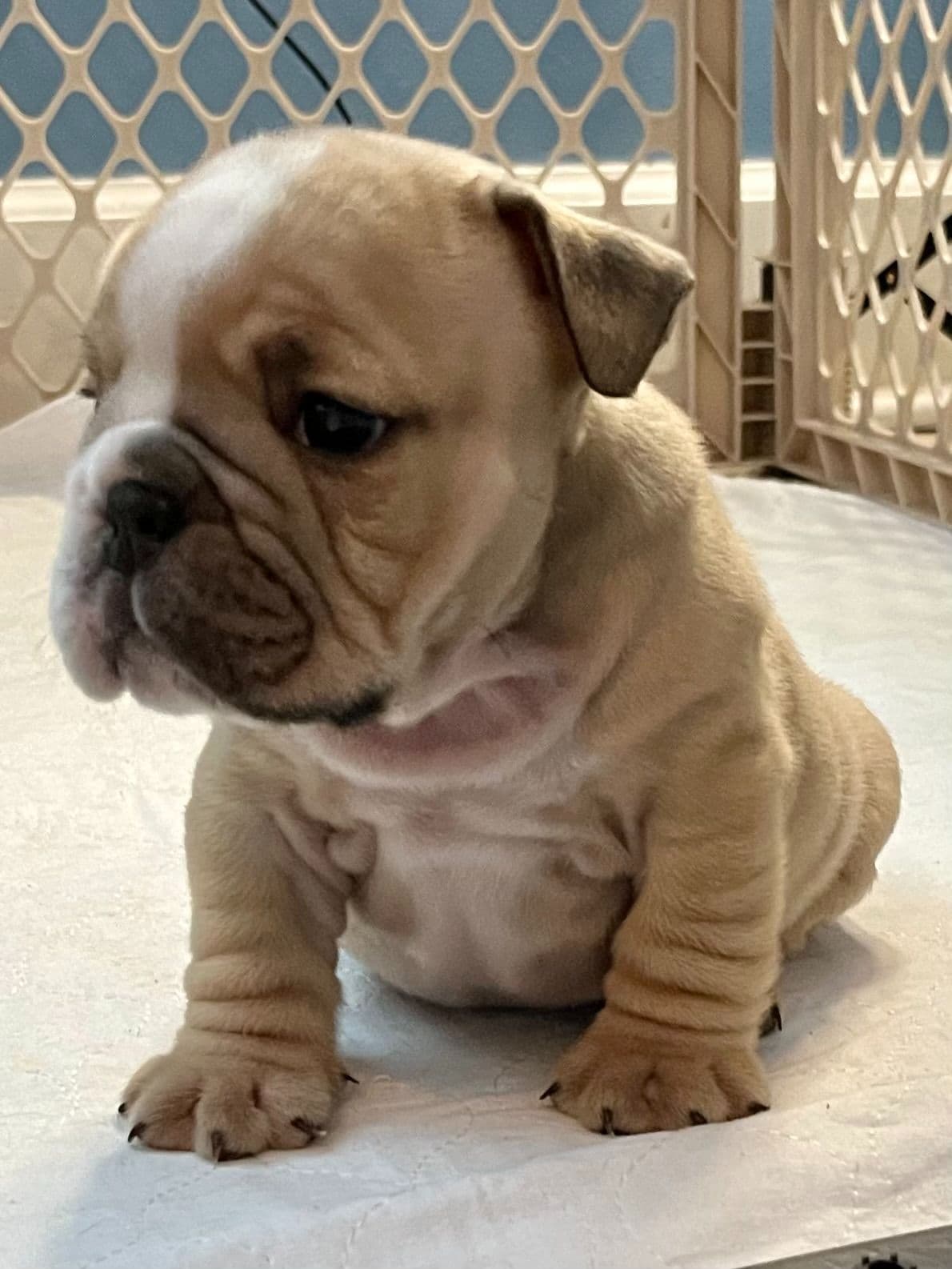 English Bulldog puppies by Bulldogs Incorporated breeder image 4