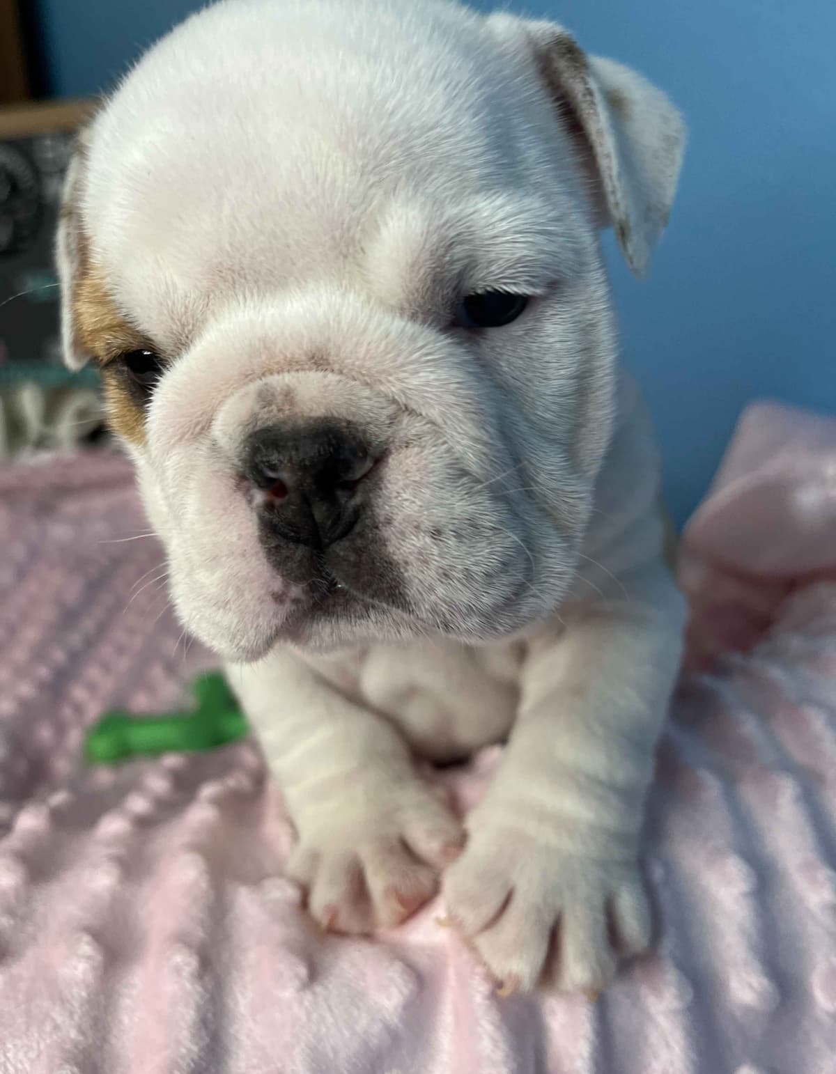 English Bulldog puppies by Bulldogs Incorporated breeder image 5