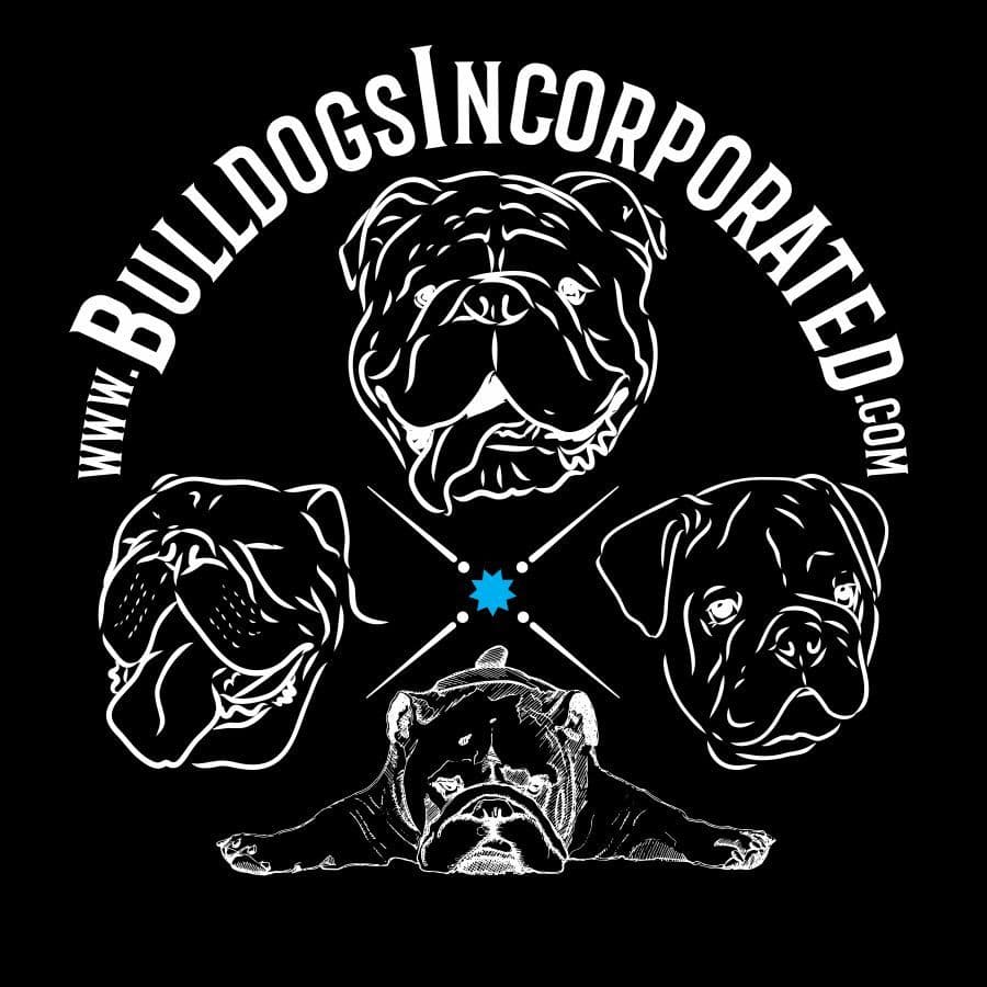 English Bulldog puppies by Bulldogs Incorporated breeder image 1