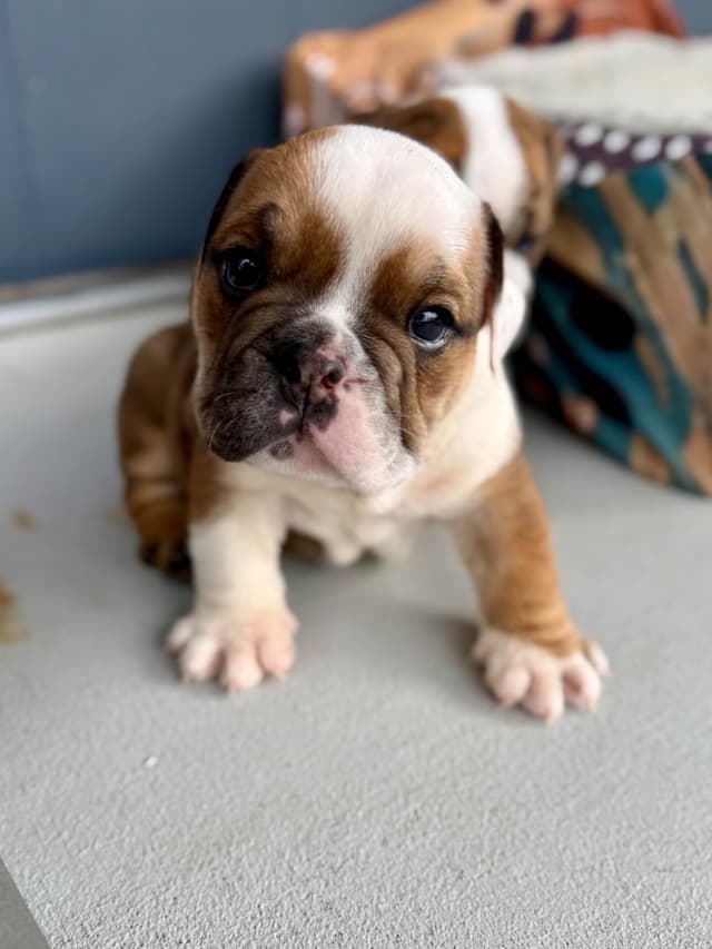 English Bulldog puppies by Bulldogs Incorporated media 2