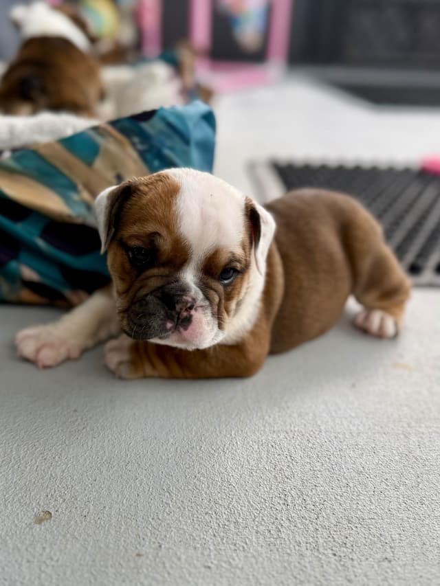 English Bulldog puppies by Bulldogs Incorporated media 3