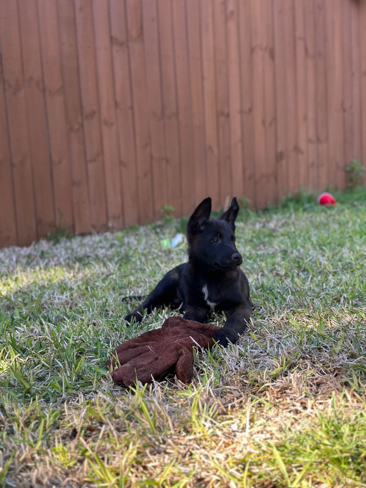 Belgian Malinois Puppies breeder image 2
