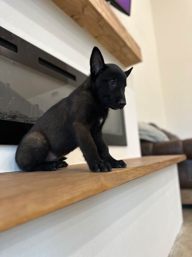 Belgian Malinois Puppies media 5