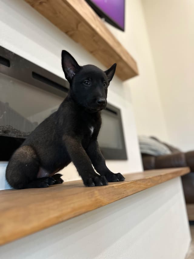 Belgian Malinois Puppies media 4