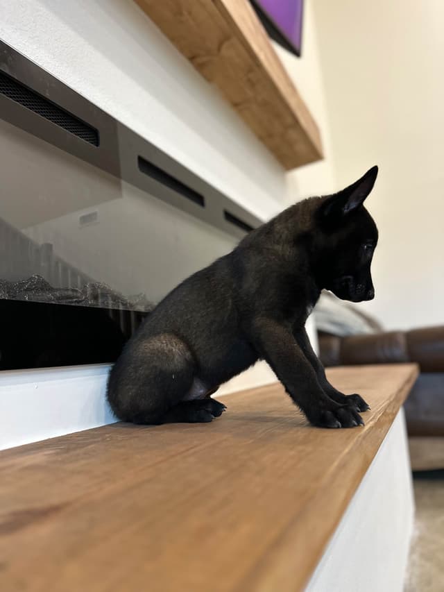 Belgian Malinois Puppies media 3