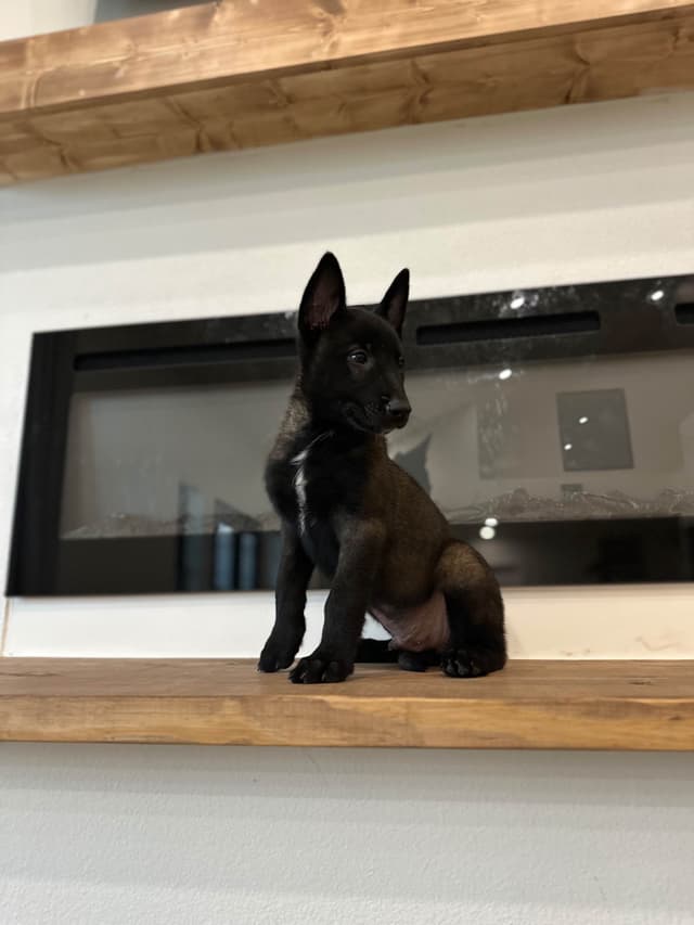 Belgian Malinois Puppies media 6