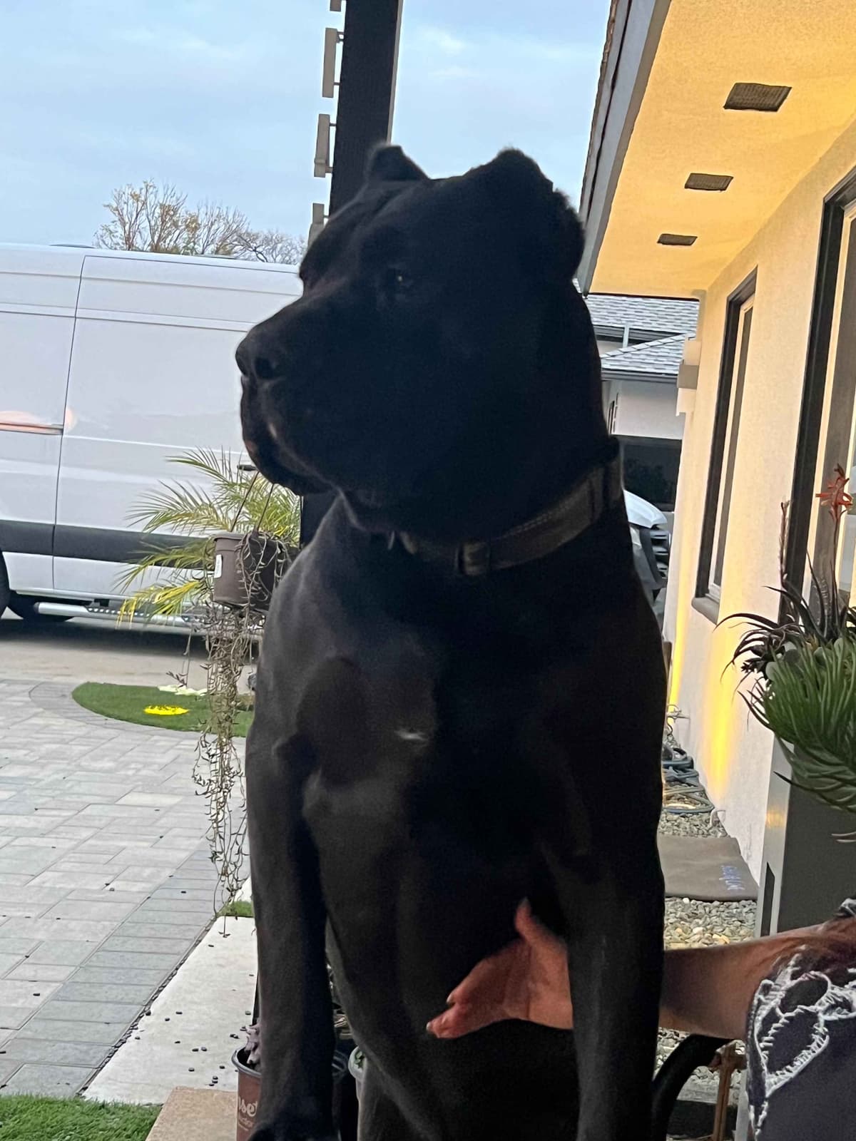 Cane Corso Puppies breeder image 4