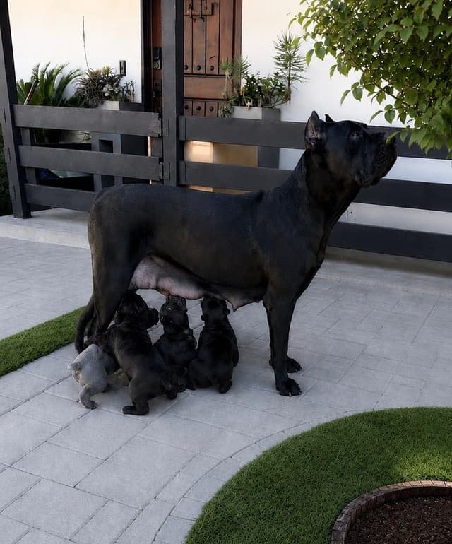 Cane Corso Puppies media 3