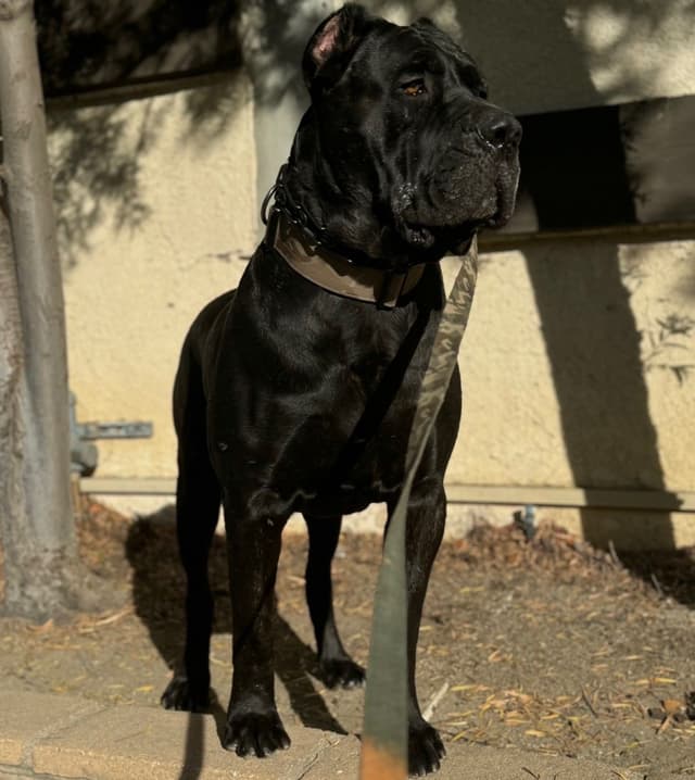 Cane Corso Puppies media 7
