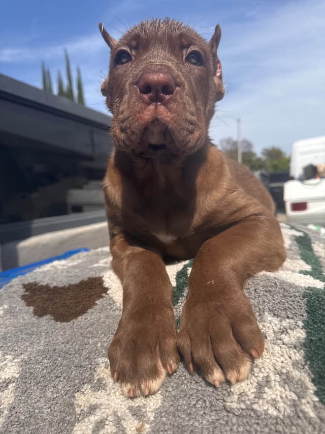 Cane Corso Puppies media 10