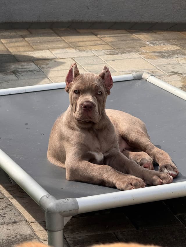 Cane Corso Puppies media 9