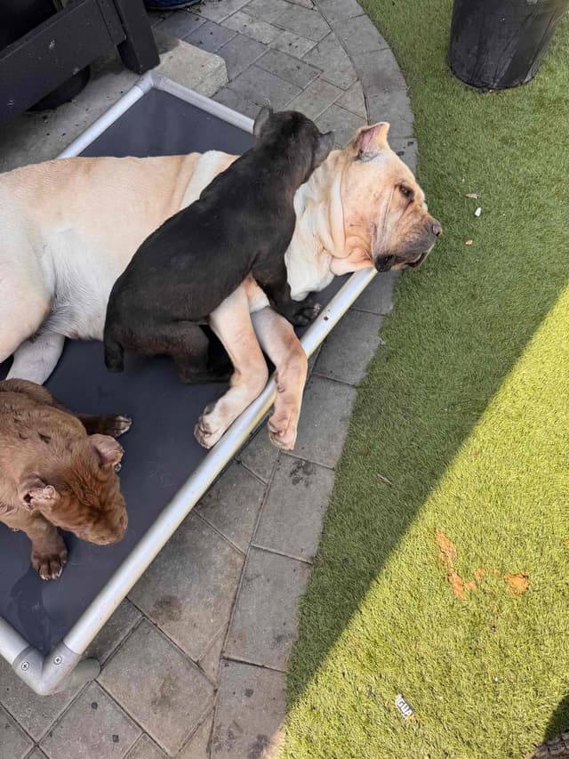 Cane Corso Puppies media 11