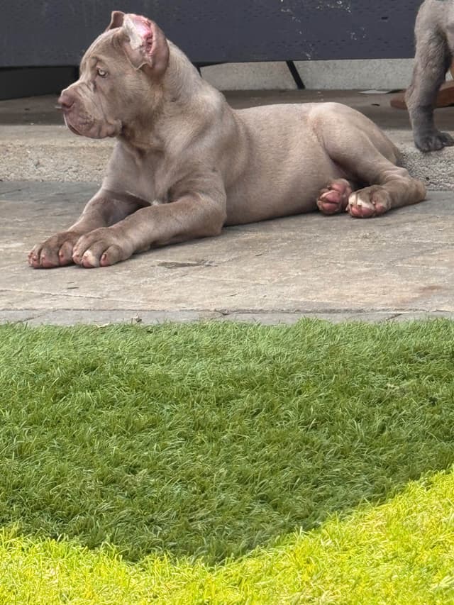 Cane Corso Puppies media 13
