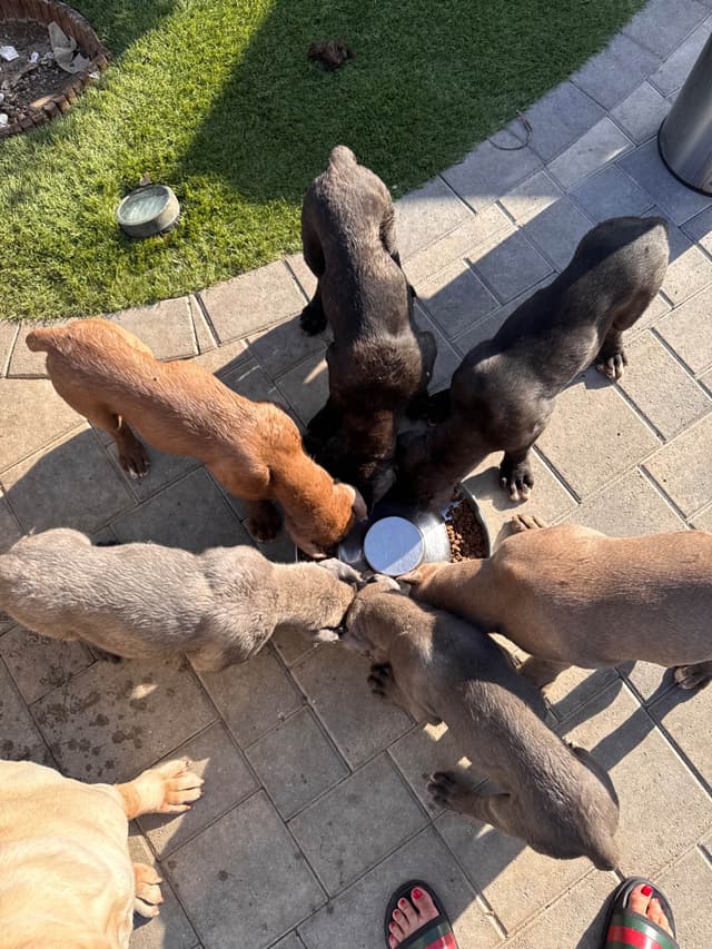 Cane Corso Puppies media 12