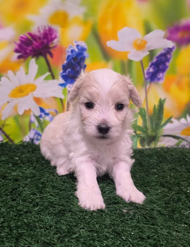 Coton de Tulear Puppies media 2