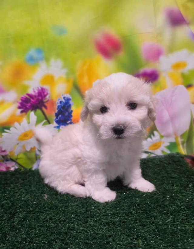 Coton de Tulear Puppies media 3
