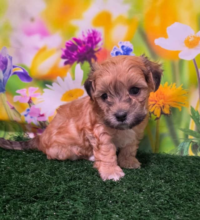 Coton de Tulear Puppies media 2