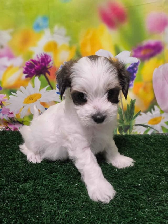 Coton de Tulear Puppies media 3