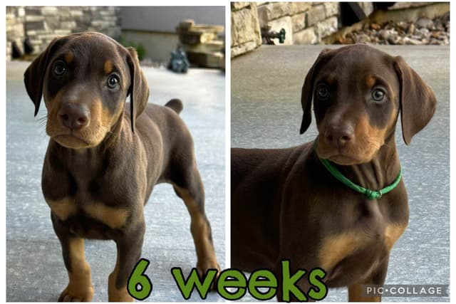 Doberman Pinscher Puppies media 2