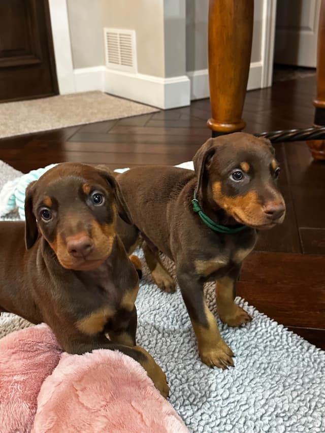 Doberman Pinscher Puppies media 3