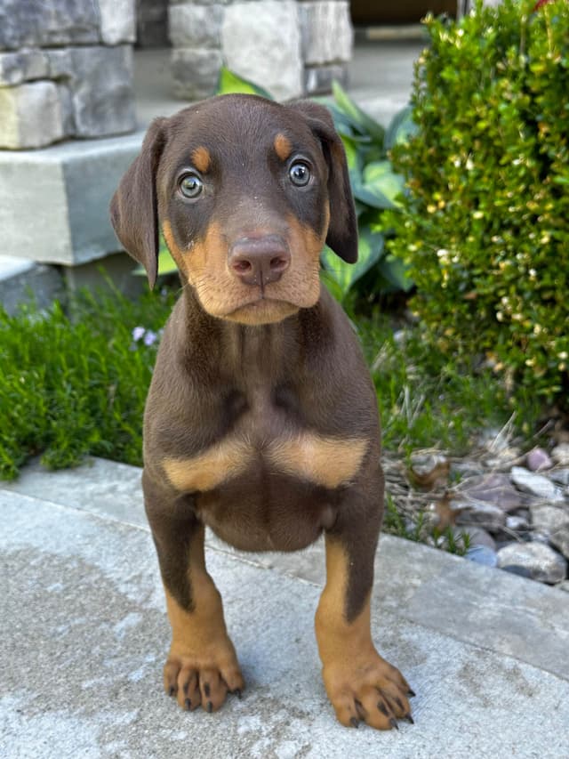 Doberman Pinscher Puppies media 4