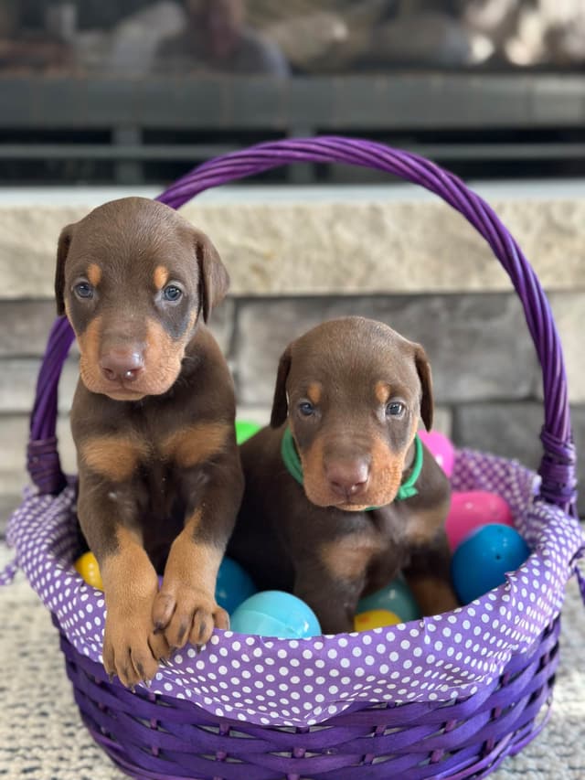 Doberman Pinscher Puppies media 6